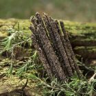 Sagrada Madre Natural Ruta Rozmaring Tömjén Füstölő